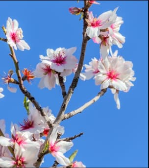 Image grid with caption