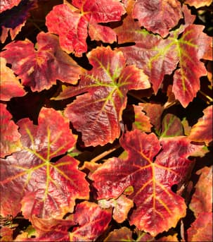 Image grid with caption